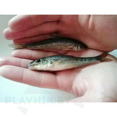 Продам Живца Оптом и в Розницу