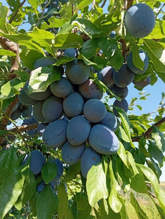 Prune pentru (țuica,majun,compot)