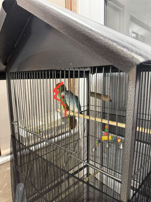 Vând Femelă Papagal Micul Alexandru + Cușcă/Colivie