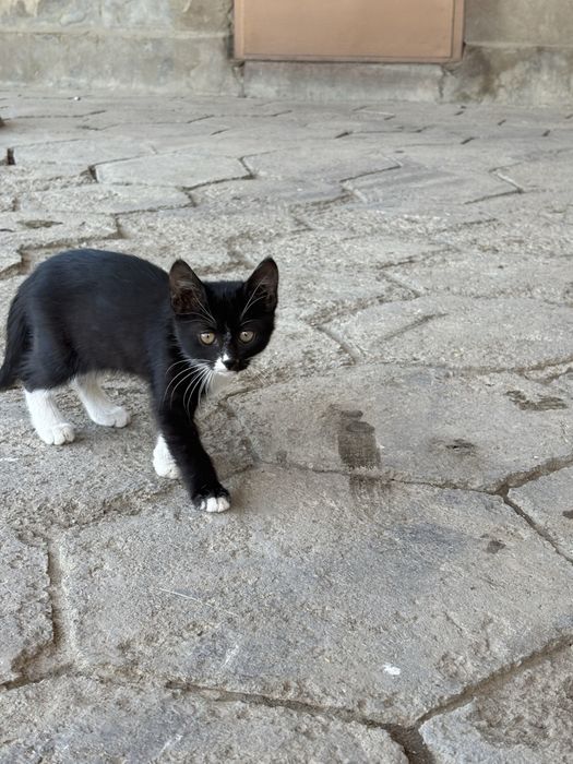 Отдам котят бесплатно
