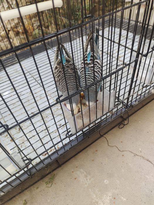 Assalomu alaykum sotiladi Valnisti popugaylar