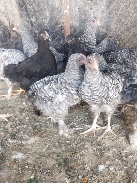 Продам куры домашние