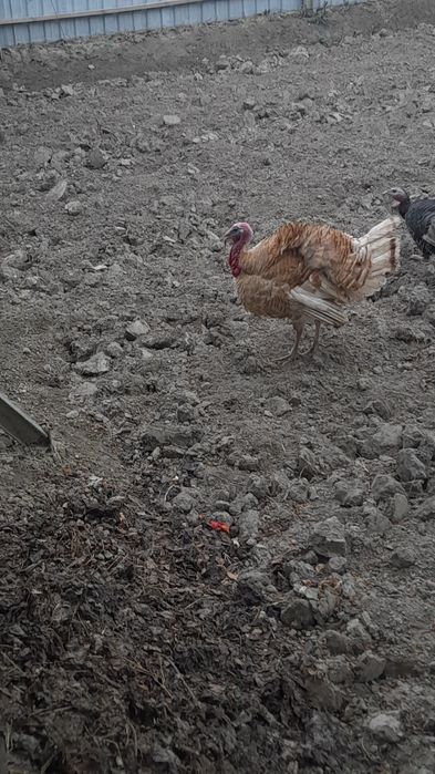 Нар Курка сотилади