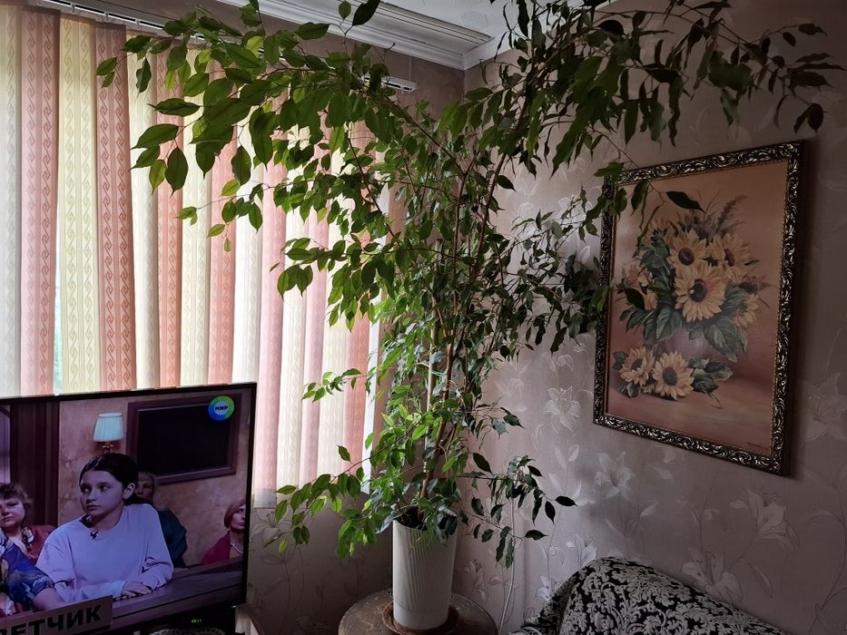 Фикус Бенджамина