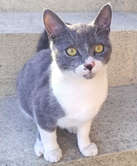 Подарява се котенце