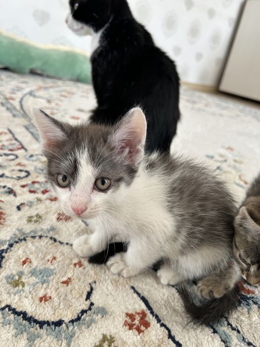 Срочно отдам котят