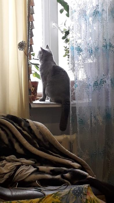 Британский котик на вязку