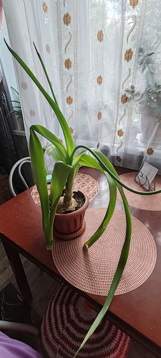 Продадим недорого цветок