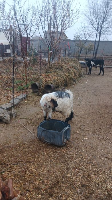Теке сатылады туркестан қаласы