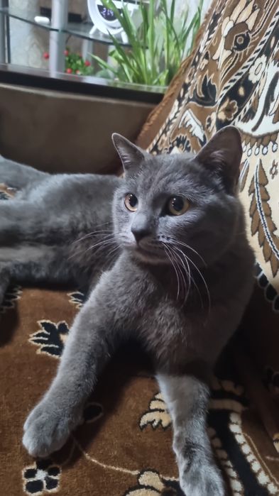 Британский мушик,угил бола ,латокка урганган