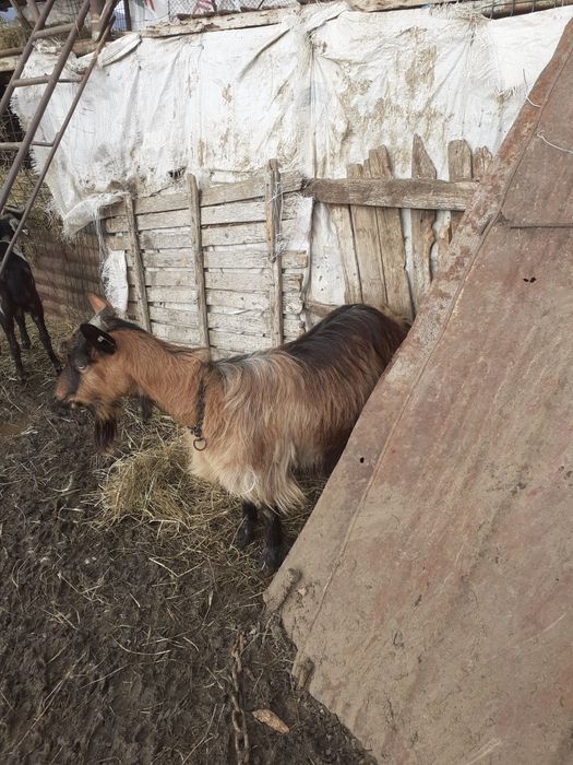 Capre alpin francez metis