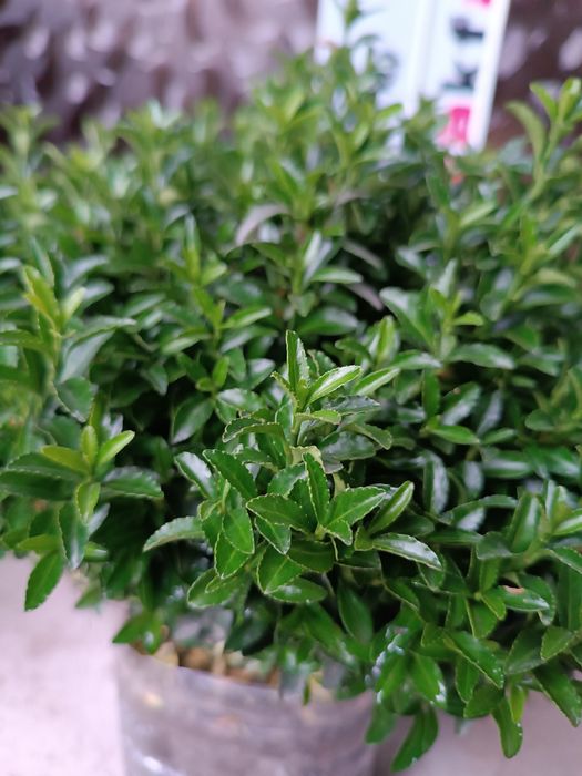 Хамиша яшил кучатлар. Иранский Шамшод