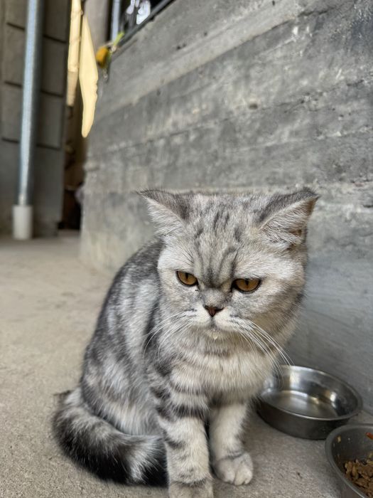 Котята скотш фолд