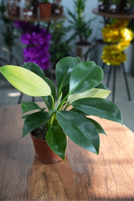 Филодендрон Вайт Конго