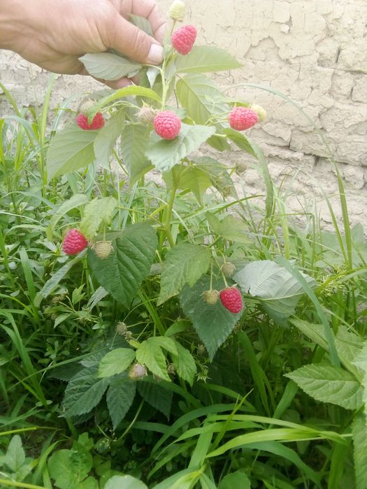 Kuzgi mavsumda MALINALAR pishdi