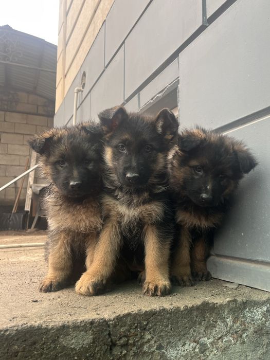 Немецкая оврчарка щенки