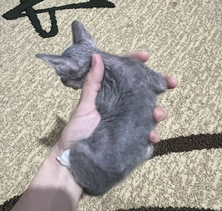 Девон Рекс котёнок