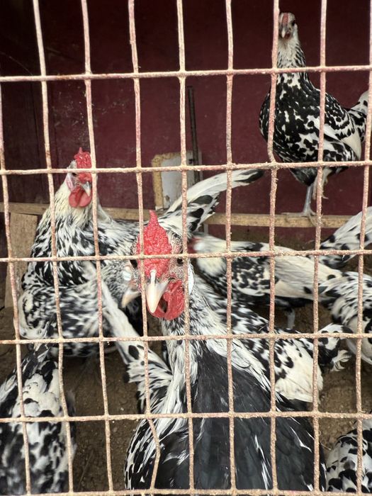 Gamburskiy tovuq xorozlari sotiladi