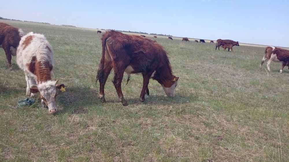 Продам 13 голов Бычков