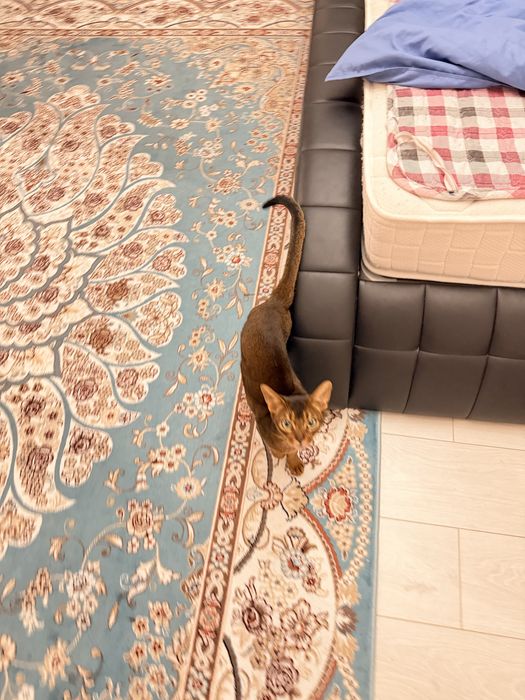 Кошка абиссинская