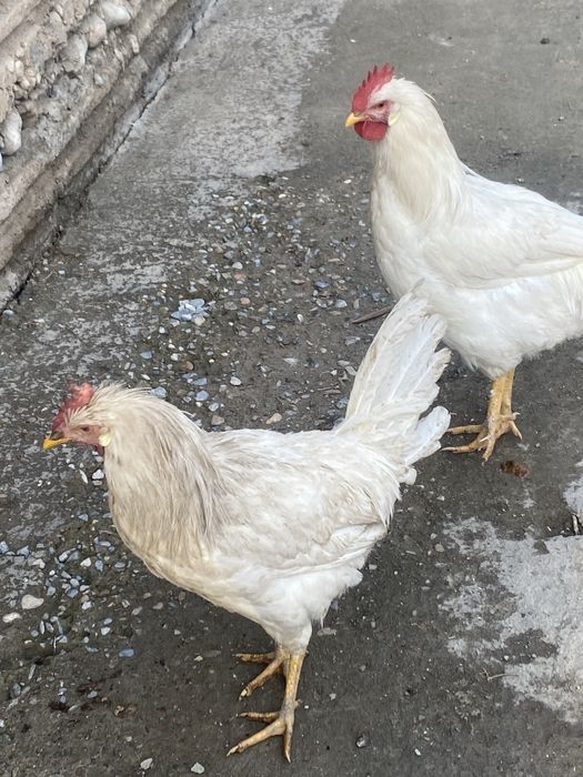 Петухи,қораздар,6-7 айлық