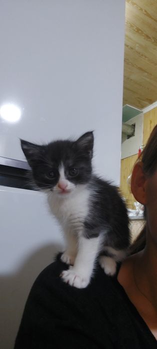 отдам милых  котят