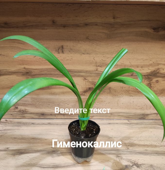 Калатея, Сциндапсус,Нолина,Калла