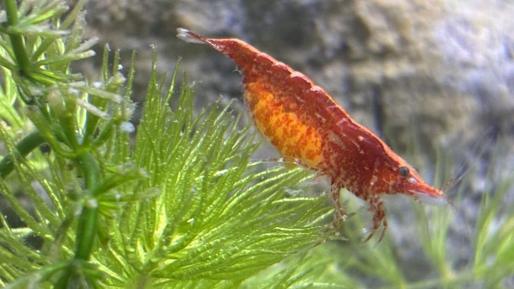 Продавам гупи и червени ckapugu Red Cherry