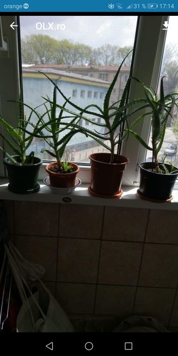 Plante de apartament pentru purificarea aerului