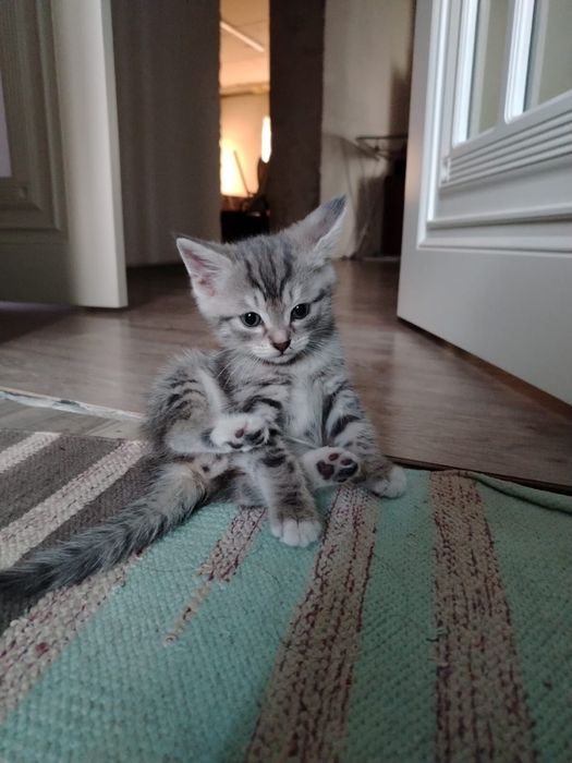 Отдам котенка 1,5 месяца