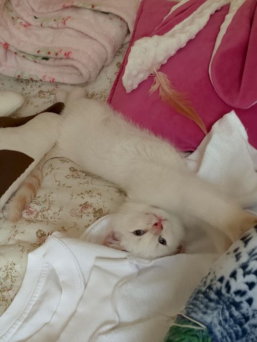 отдаем котенка Моти в добрые руки