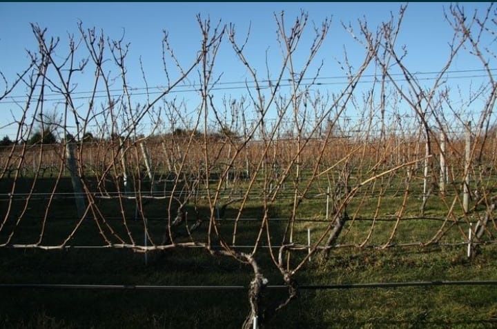 Обрезка Винограда в Атырау.