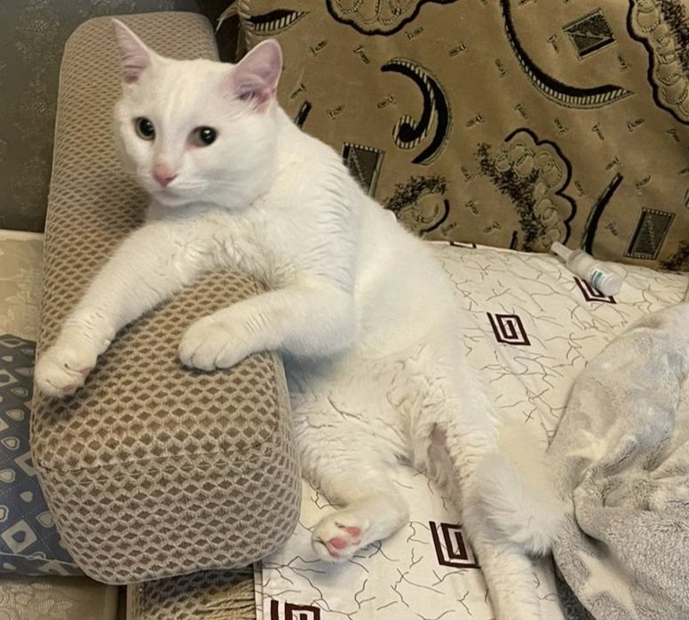 Срочно ищет дом котик Пушок