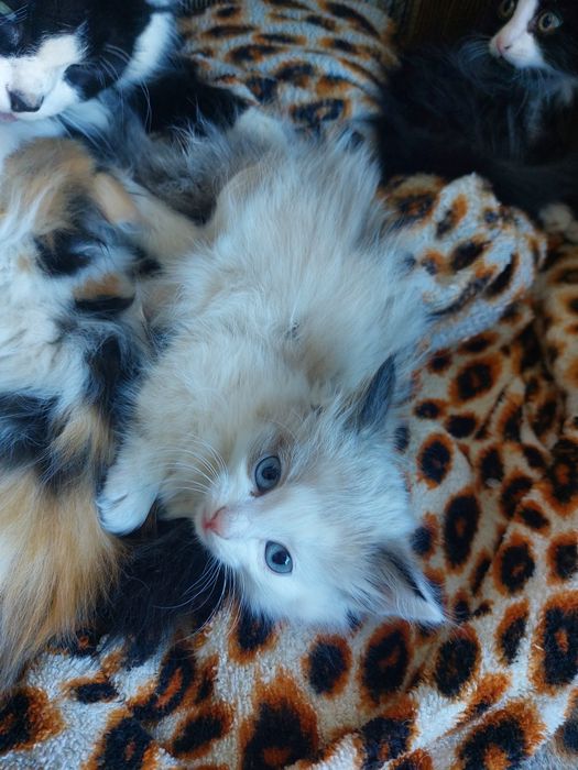 Котята в хорошие руки