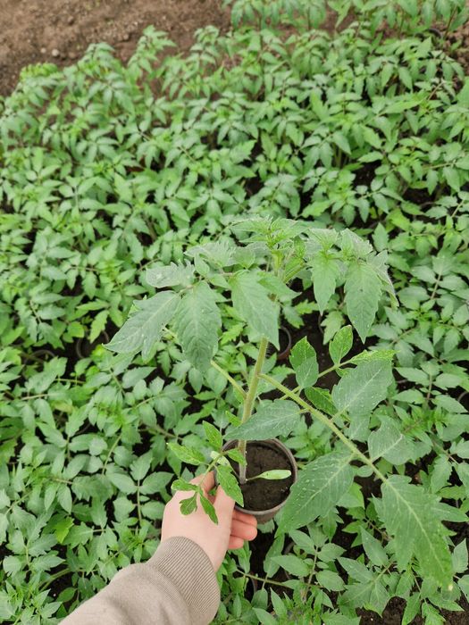 Vând răsad de roșii!