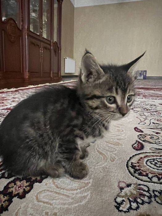 Отдадим даром домашних котят, мальчики и девочки …………………………………………………..