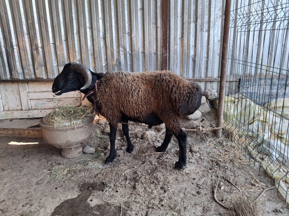 Кочкор сотилади ёши шишак