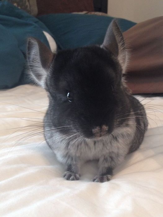 Шиншилла девочка