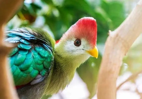 Turaco pasari exotice