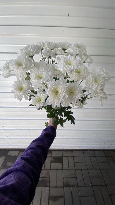 Хризантемы свежие цветы