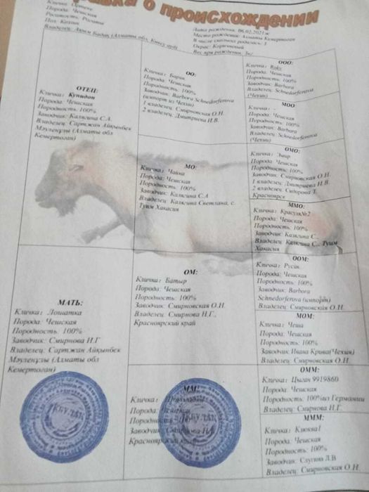 Продается Теке (Козел)