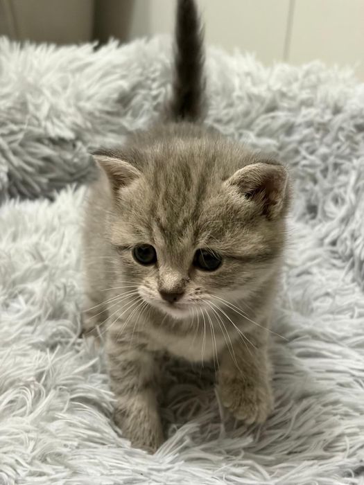 Продам котят скоттиш страйт