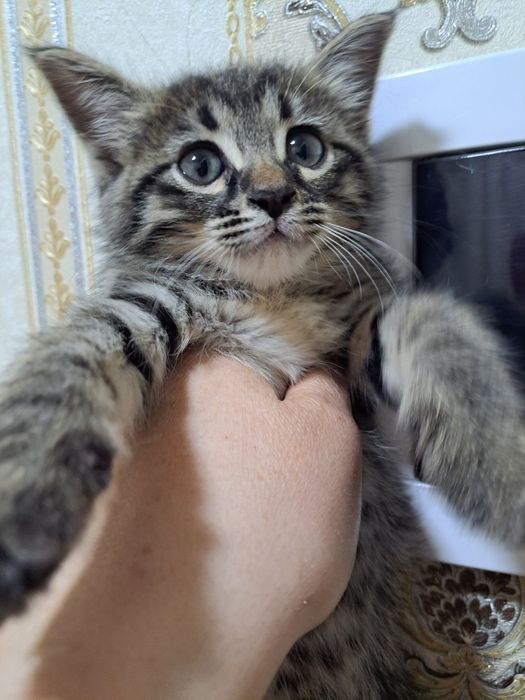 Пристраиваю котёнка мальчика