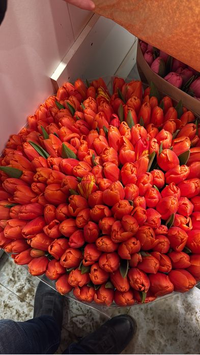 Продам тюльпаны оптом
