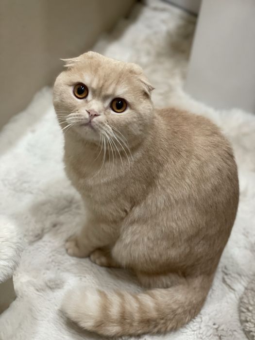 Зотли Скотиш фолд нарсалари бн сотилади