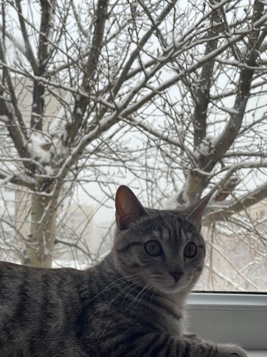 Отдам кота Даром