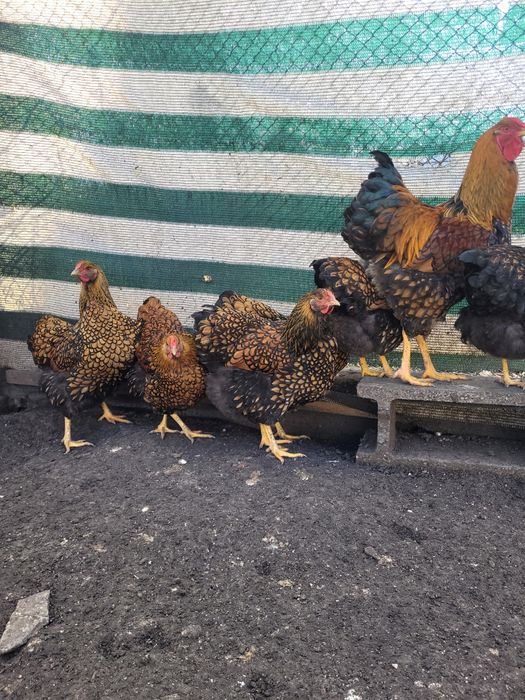 Ouă pentru incubat wyandotte GSG