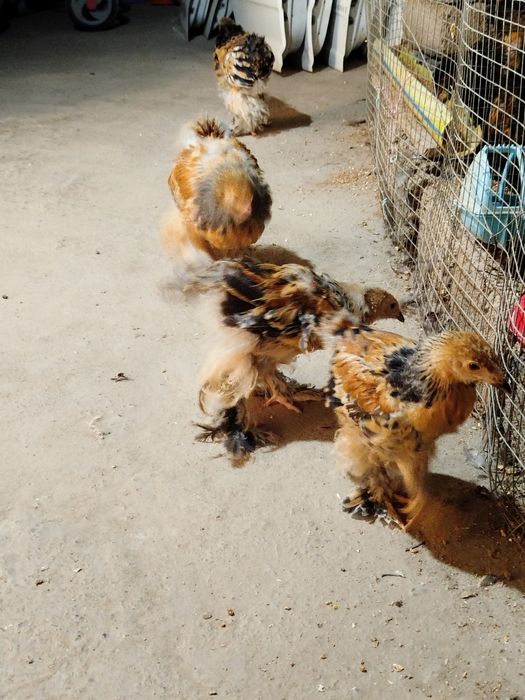 Brama Paliviy-pux 4 dona jojalari