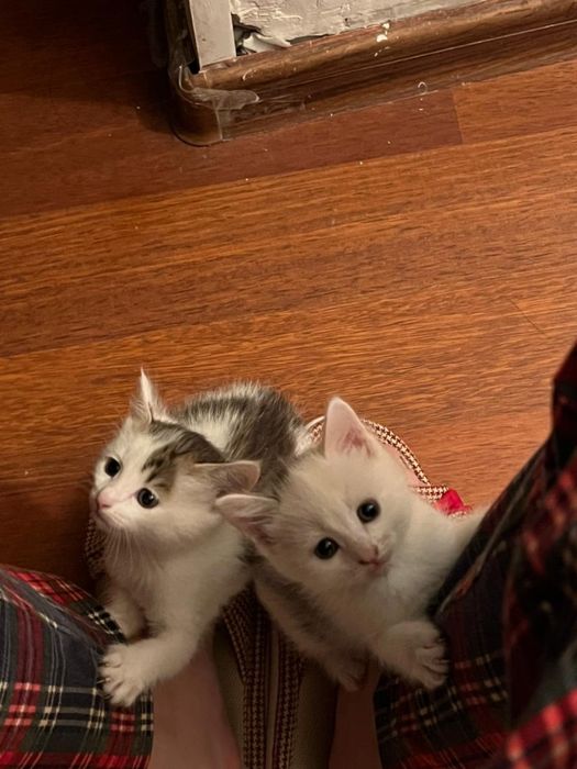 Котята чистые, домашние