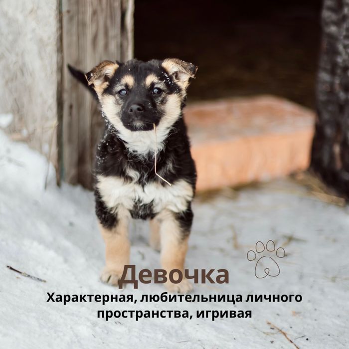 Отдам щенков в добрые руки